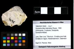 Foto (Objekt + Etiketten) von Goniodromites bidentatus (Reuss, 1858) 